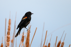 Agelaius phoeniceus