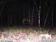 Sylvilagus cunicularius insolitus