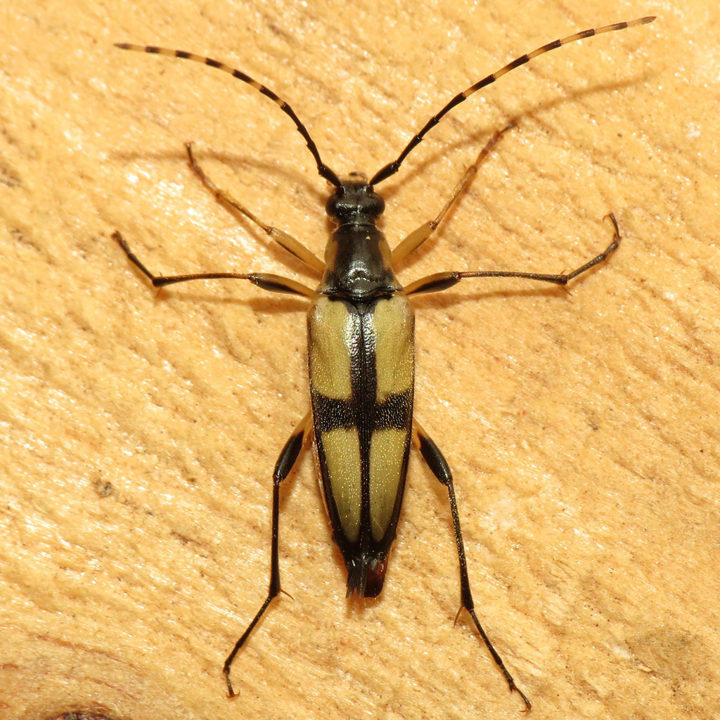 Etorofus