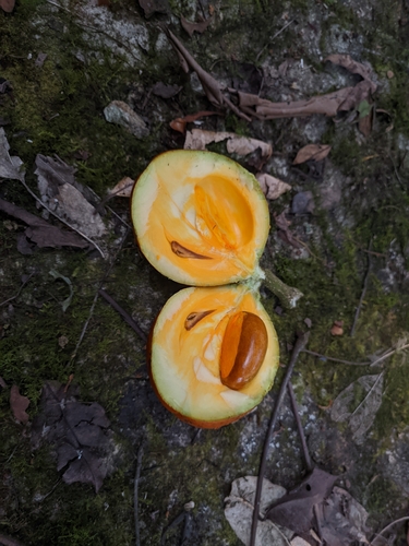 Dysoxylum gotadhora