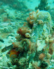 Stolonica australis