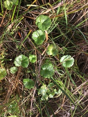 Sidalcea calycosa rhizomata