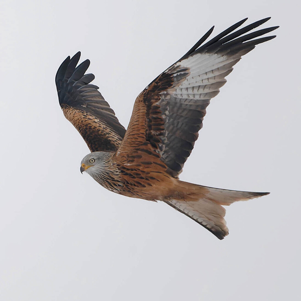 Red Kite photo