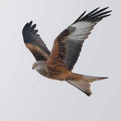 Red Kite photo 3