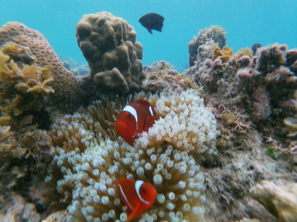 Spinecheek anemonefish (Premnas biaculeatus) — Pomacentridae