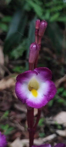 Magenta Ghost Flower (Christisonia tubulosa)