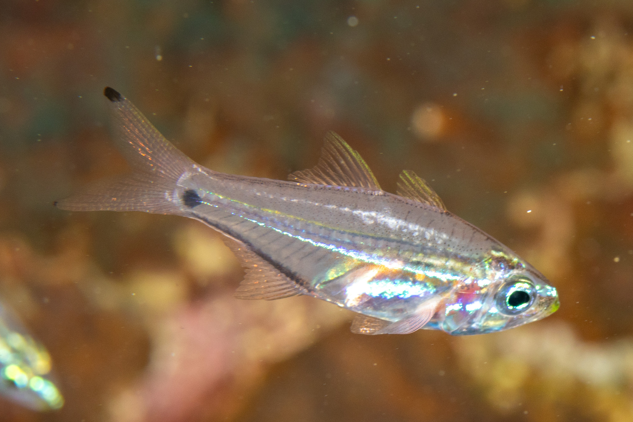 New-Moon Cardinalfish photo 4