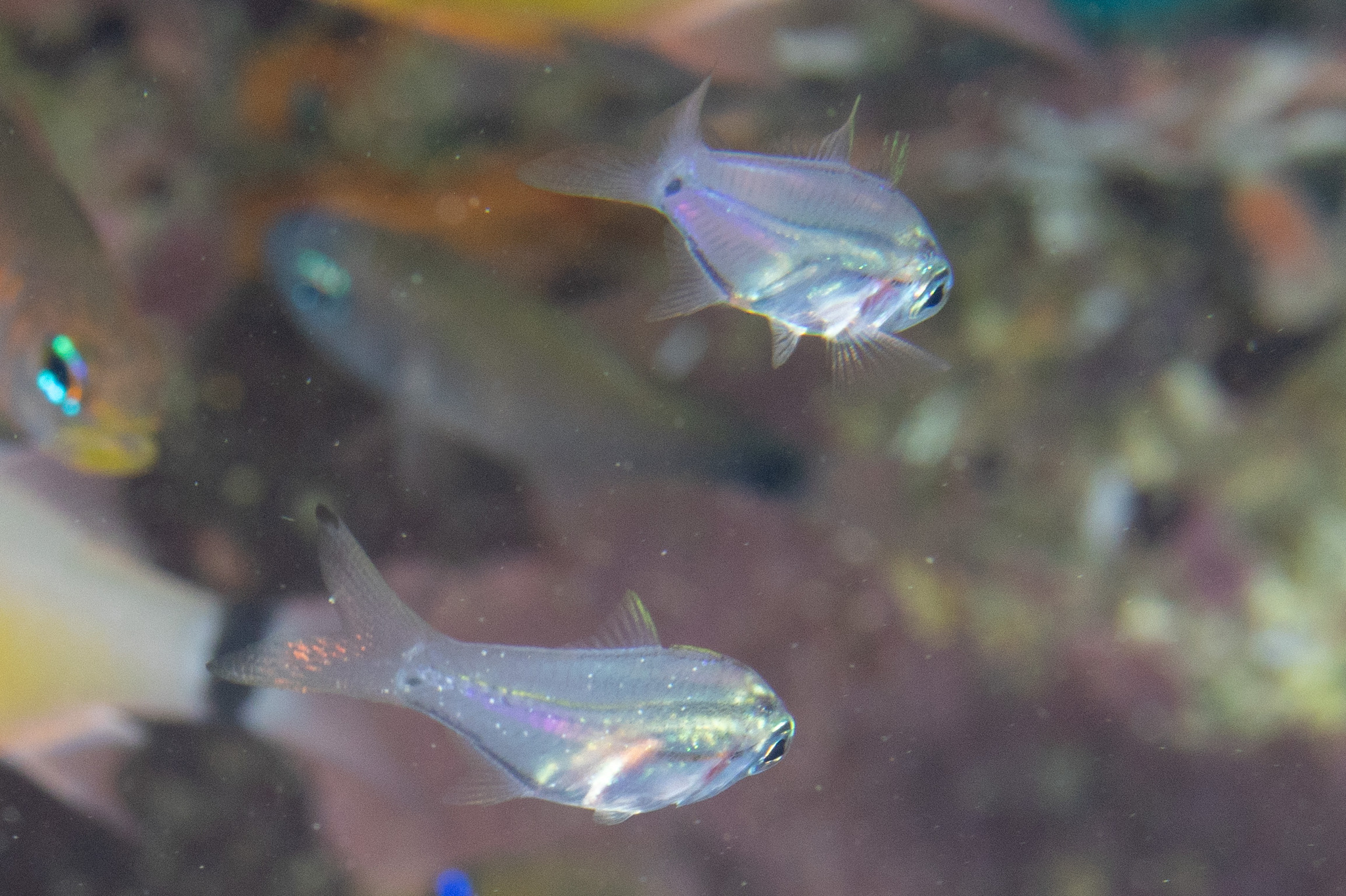 New-Moon Cardinalfish photo 5