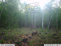 Sylvilagus cunicularius insolitus