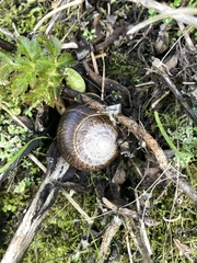 Helminthoglypta arrosa