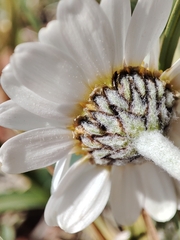 Richteria pyrethroides