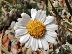 Richteria pyrethroides, photograph Federico Biguzzi, CC0, iNaturalist via GBIF