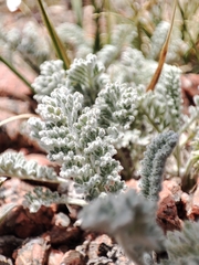 Richteria pyrethroides, photograph Federico Biguzzi, CC0, iNaturalist via GBIF
