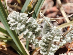 Richteria pyrethroides, photograph Federico Biguzzi, CC0, iNaturalist via GBIF