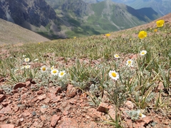 Richteria pyrethroides, photograph Federico Biguzzi, CC0, iNaturalist via GBIF