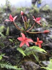 Epidendreae