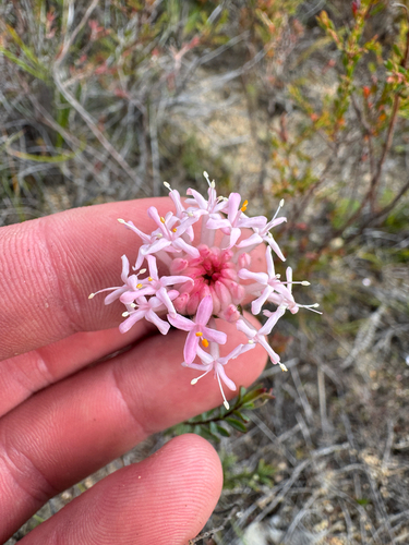 Narrow-Leaved Pimelea (Pimelea angustifolia)