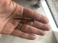 Hemicordulia armstrongi