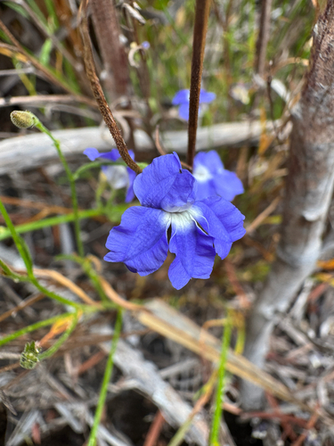 Southern Blue-flowered Goodenia (Goodenia austrina)