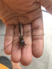 Hemicordulia armstrongi