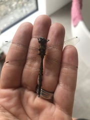 Hemicordulia armstrongi