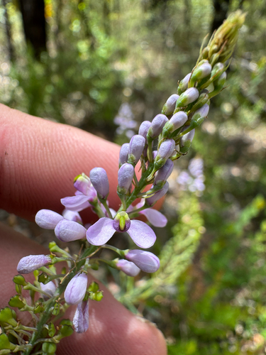 Comesperma confertum (Comesperma confertum)