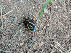 Chlorobapta frontalis