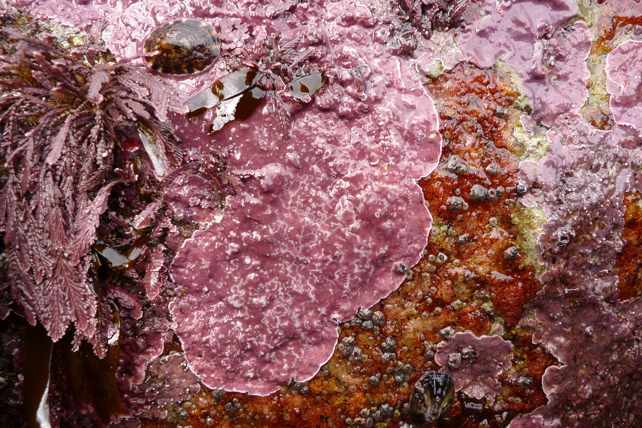Lithophyllum