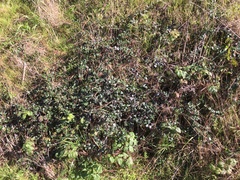 Ceanothus gloriosus gloriosus