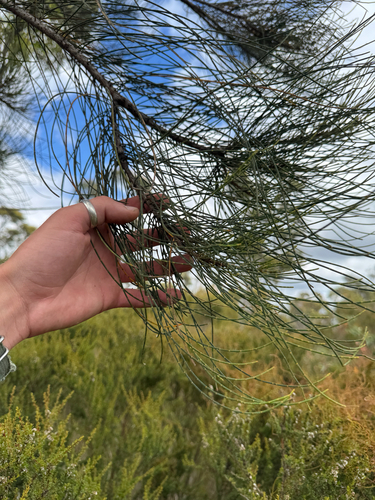 Allocasuarina fraseriana, photograph 4
