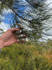Allocasuarina fraseriana, photograph (c) Tyler Anthony, some rights reserved (CC BY)