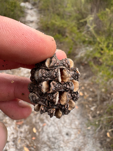 Western Sheoak (Allocasuarina fraseriana)