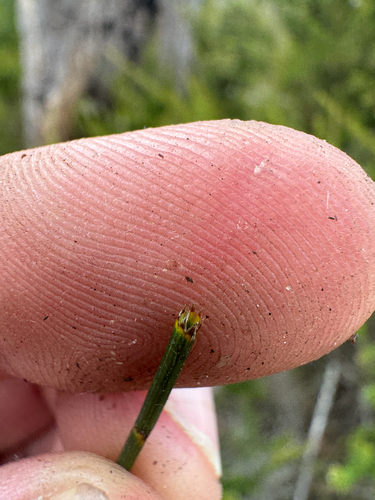 Allocasuarina fraseriana, photograph 5