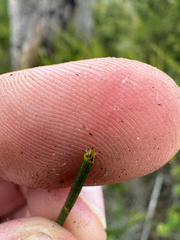 Allocasuarina fraseriana, photograph (c) Tyler Anthony, some rights reserved (CC BY)