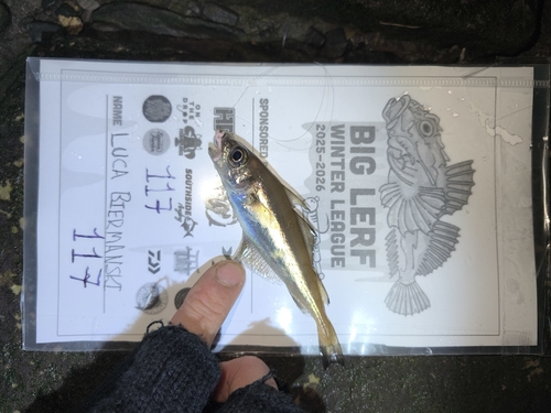 Foto de Capellán (Trisopterus minutus)