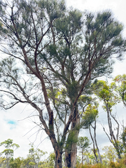 Allocasuarina fraseriana, photograph (c) Tyler Anthony, some rights reserved (CC BY)
