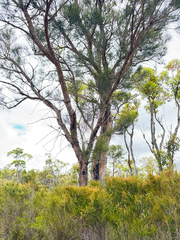 Allocasuarina fraseriana, photograph (c) Tyler Anthony, some rights reserved (CC BY)
