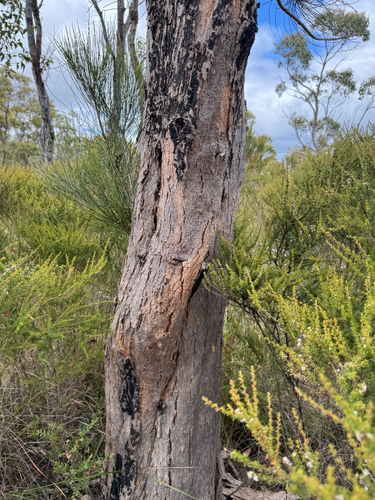 Allocasuarina fraseriana, photograph 6