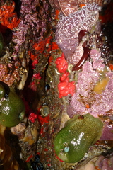 Cnemidocarpa finmarkiensis