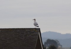 Larus argentatus × glaucescens