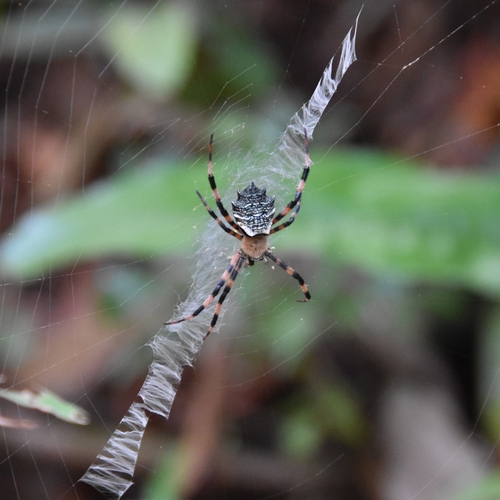 Argiope flavipalpis