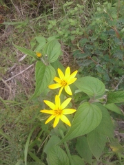 Hymenostephium quitensis