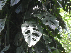 Monstera acuminata
