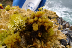 Callithamnion pikeanum