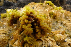 Callithamnion pikeanum