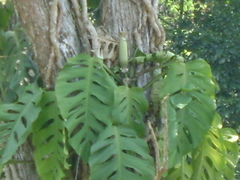Monstera acuminata