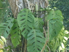 Monstera acuminata