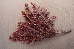 Serraticardia macmillanii