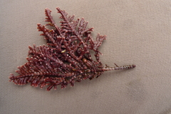 Serraticardia macmillanii