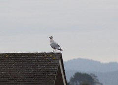Larus argentatus × glaucescens